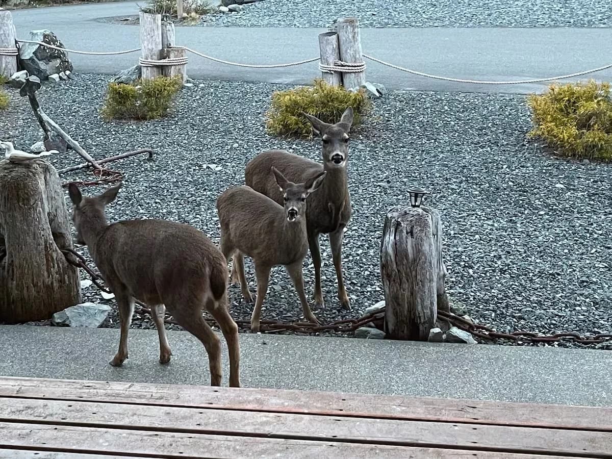 Deer at the door