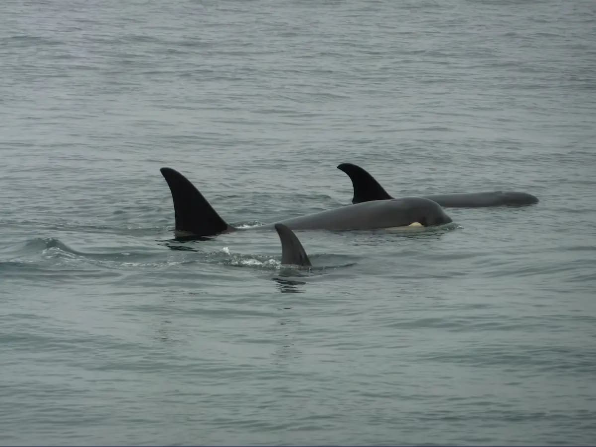 Killer whales swimming by