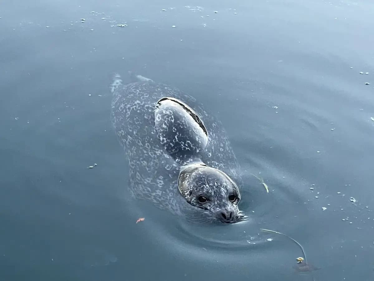 Harbor Seal in the water