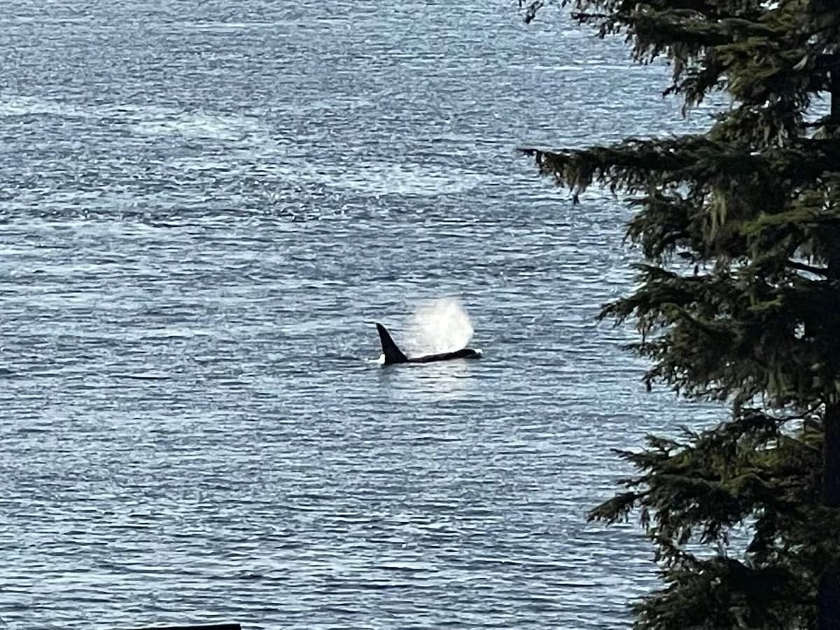 Whales swimming by