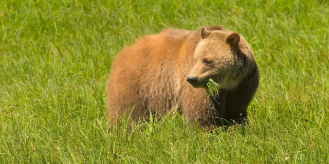 Grizzly bear in the wild