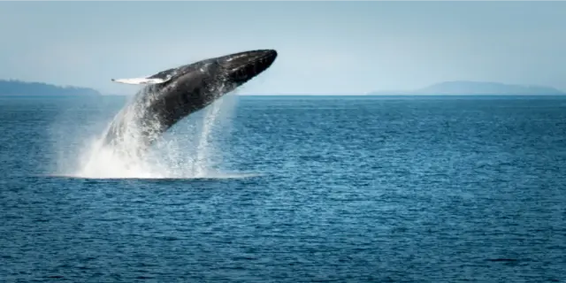 Whale jumping out of the water